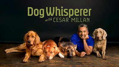 dog whisperer